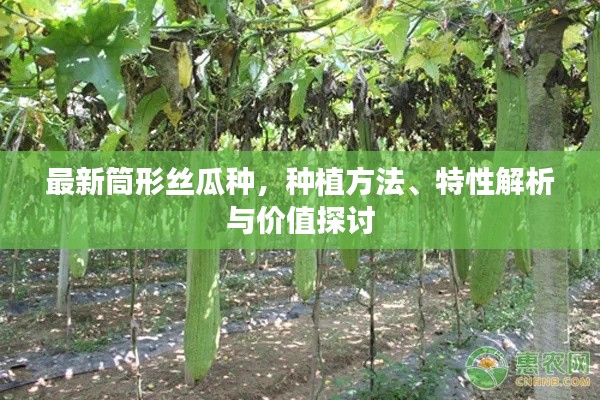 最新筒形丝瓜种,种植方法、特性解析与价值探讨