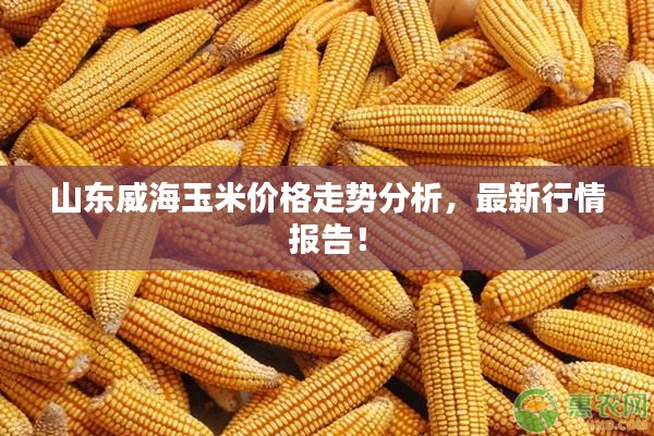 山东威海玉米价格走势分析,最新行情报告!