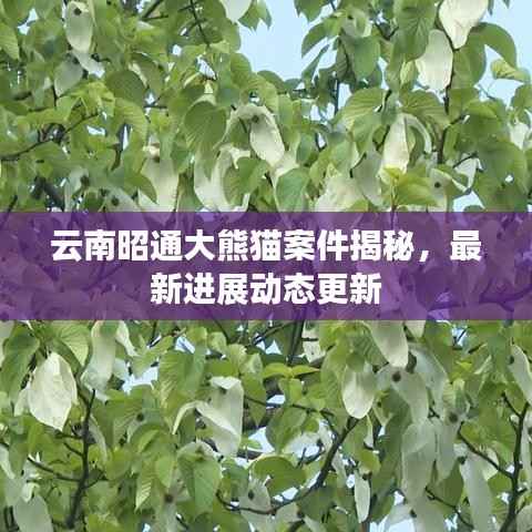 云南昭通大熊猫案件揭秘,最新进展动态更新