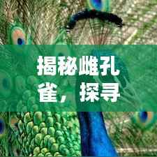 揭秘雌孔雀,探寻百度下的神秘生物世界