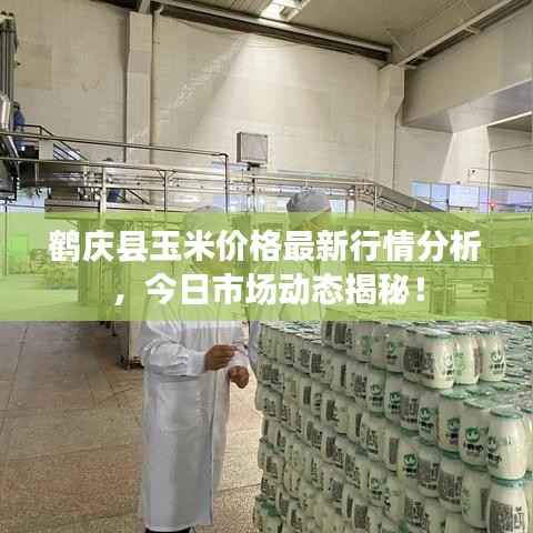鹤庆县玉米价格最新行情分析,今日市场动态揭秘!
