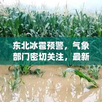 东北冰雹预警，气象部门密切关注，最新预测提醒防范灾害