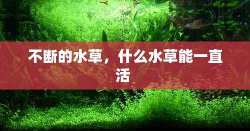 不断的水草,什么水草能一直活