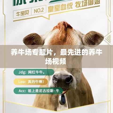 养牛场专题片,最先进的养牛场视频