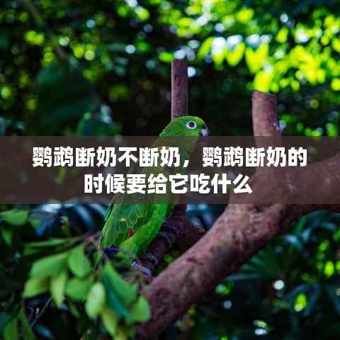 鹦鹉断奶不断奶,鹦鹉断奶的时候要给它吃什么